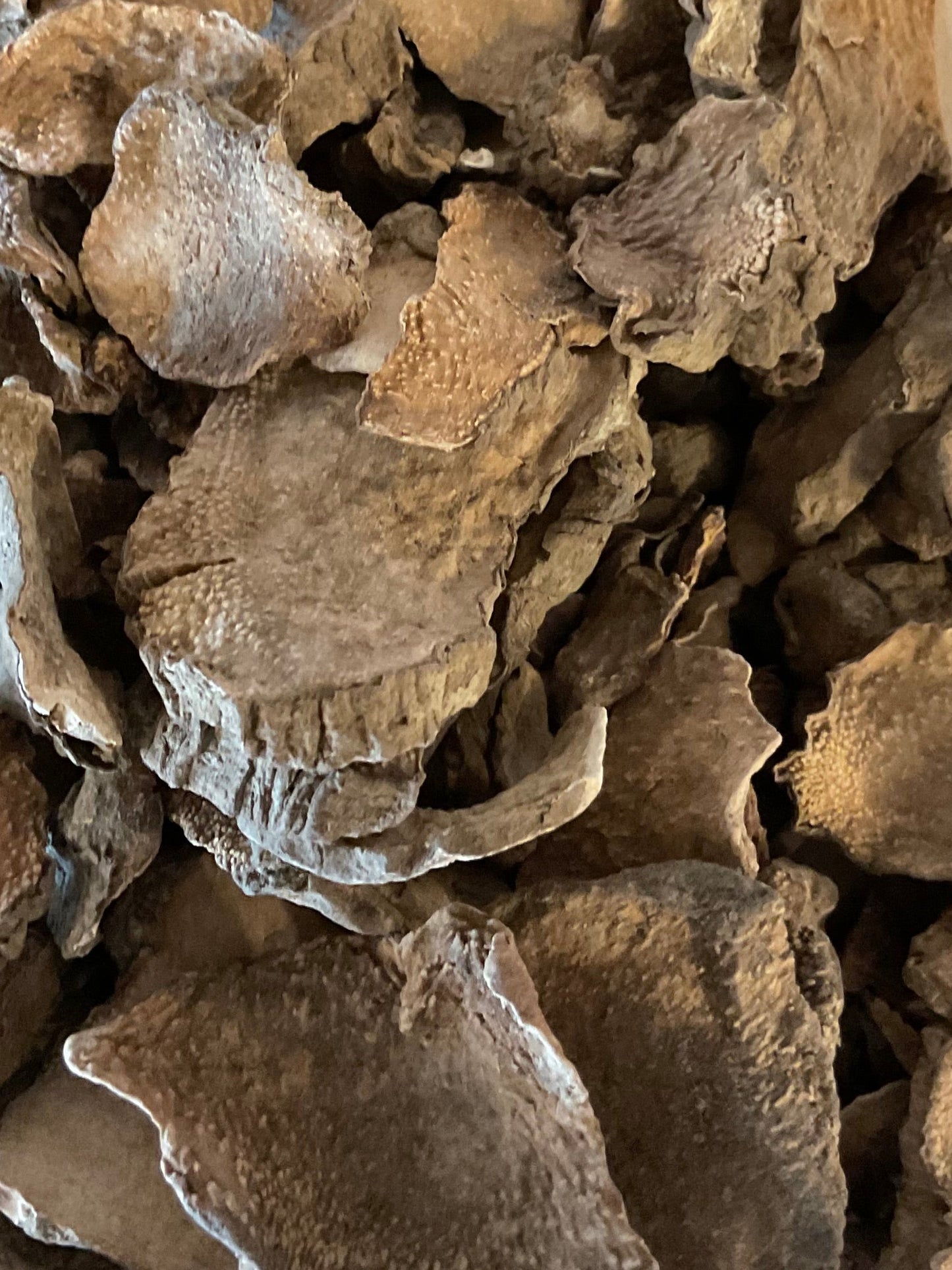 Mexican Wild Yam (Barbasco)