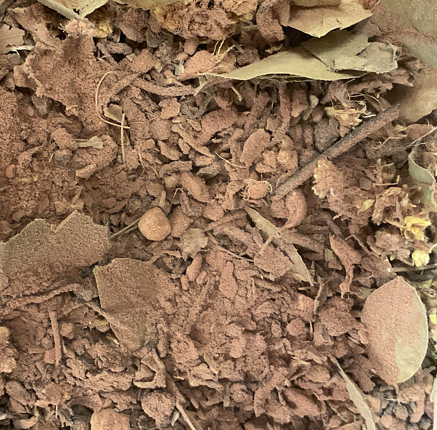 Tandy blend(detox and build)