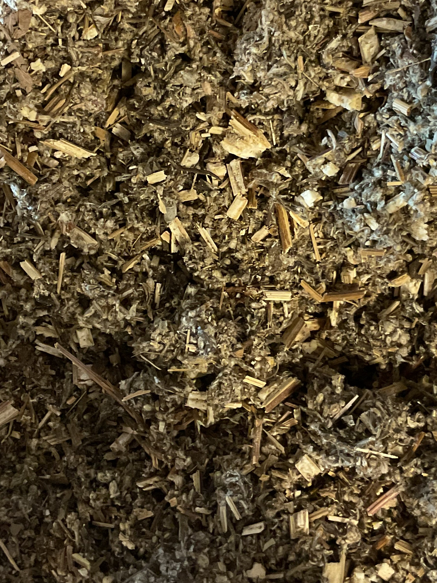 Mugwort