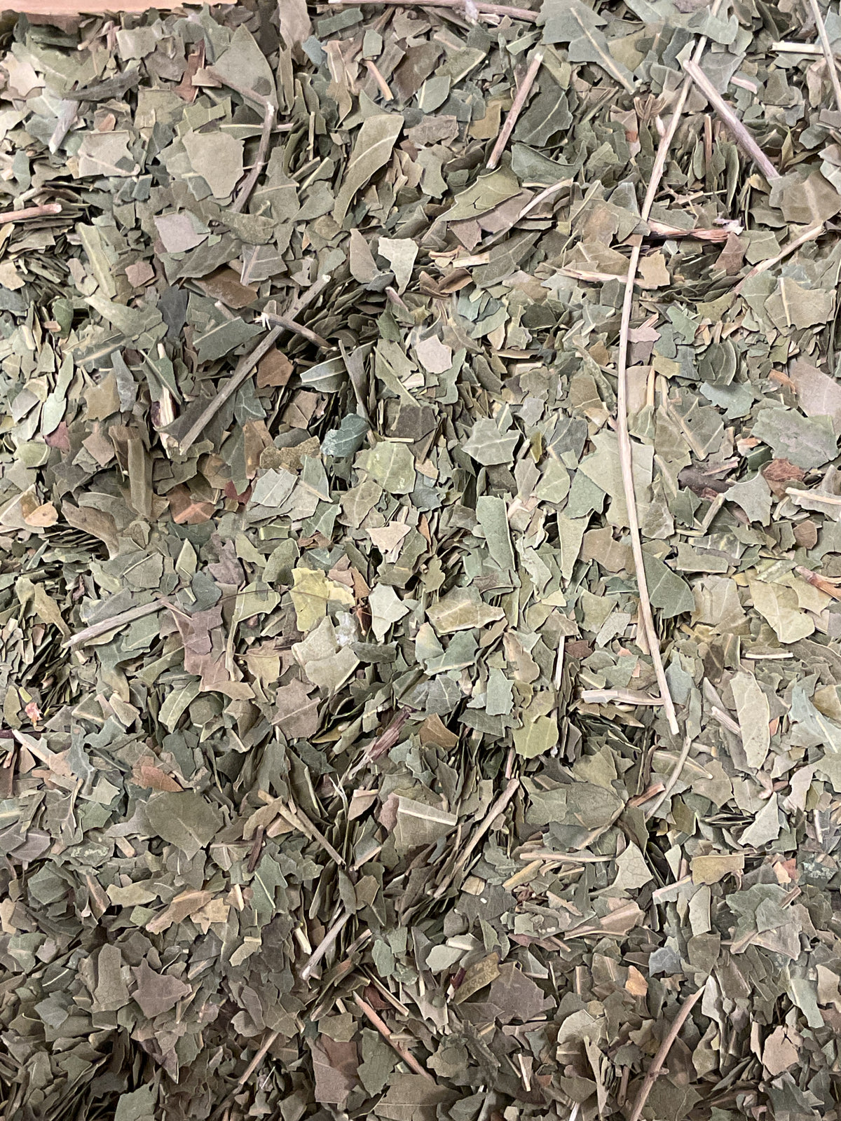 Neem leaf