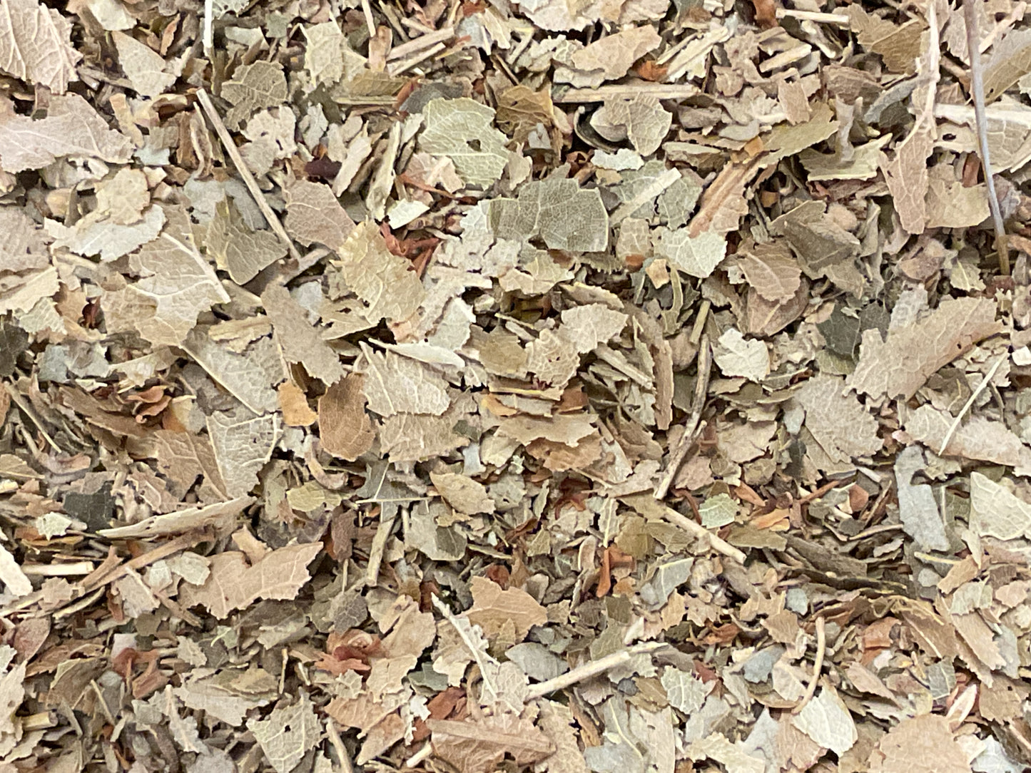 Linden Leaf & Flower