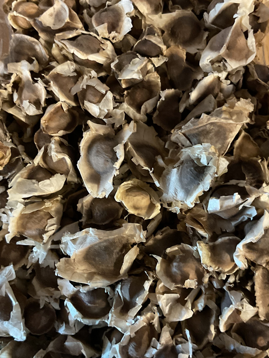 Moringa Seeds